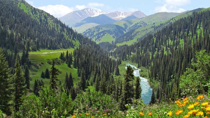 Лес Тянь Шань в Казахстане